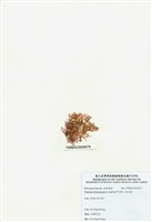 藏品(浪花藻)的圖片